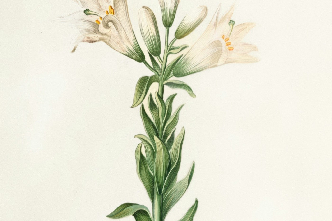 A botanical illustration of a white lily on a pale background.